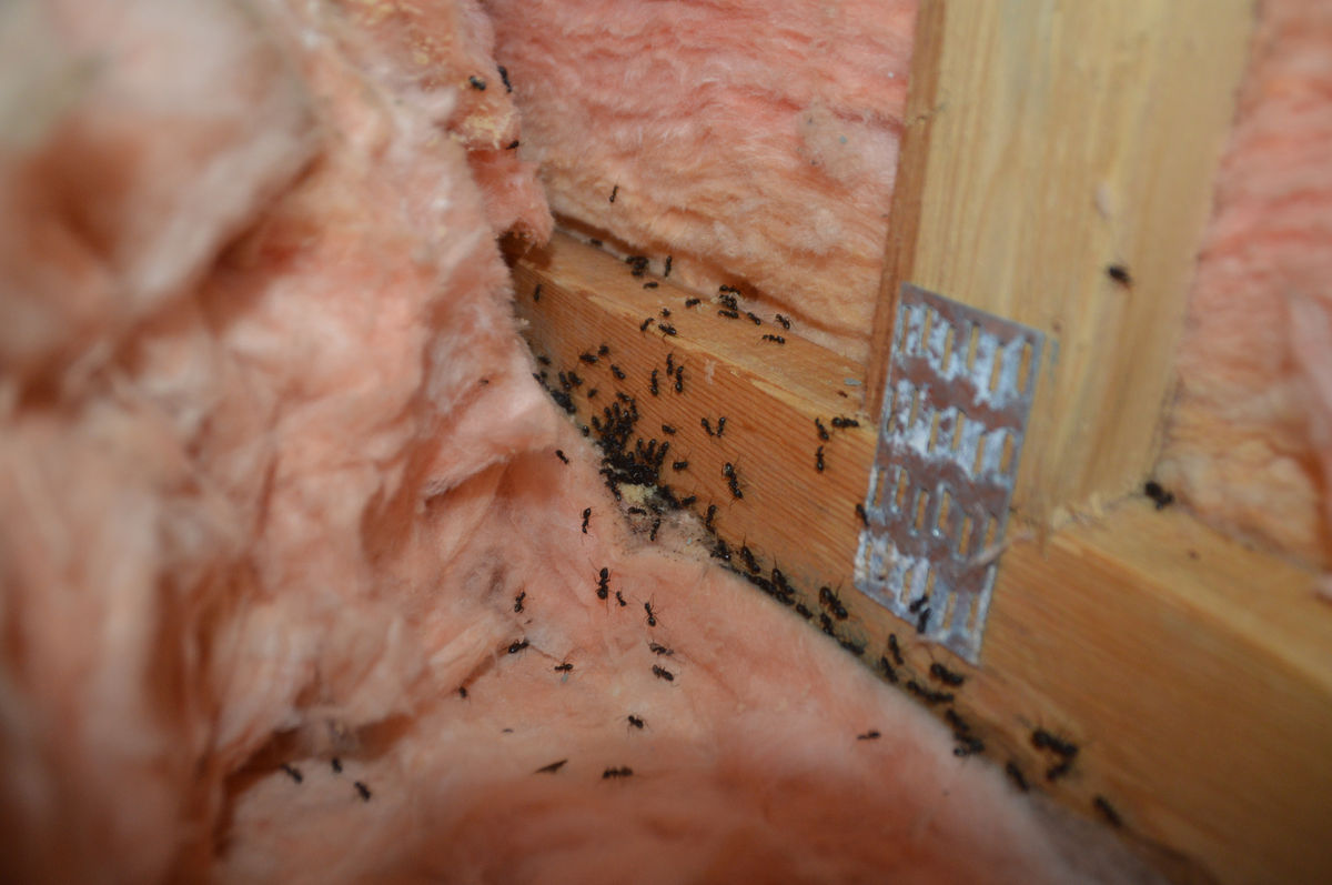 Fourmis charpentières dans l'isolant d'un mur